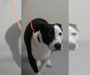 American Pit Bull Terrier-Unknown Mix Dogs for adoption in Pasadena, TX, USA