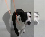 PANDA - Female American Pit Bull Terrier-Unknown Mix Dog for Adoption - Small photo