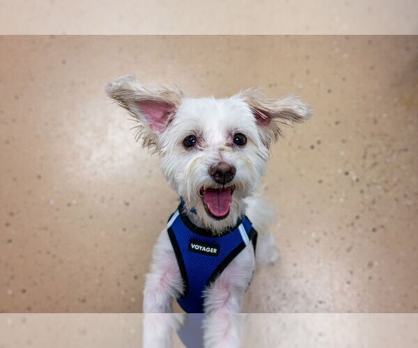 Medium Photo #18 Maltese-Unknown Mix Puppy For Sale in Mundelein, IL, USA