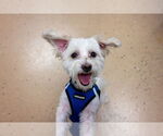 Small #17 Maltese Mix
