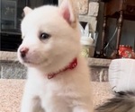 Small Photo #10 Pomsky Puppy For Sale in WOODSTOCK, IL, USA
