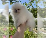 Small #14 Miniature Spitz
