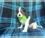 Small #7 Cavalier King Charles Spaniel