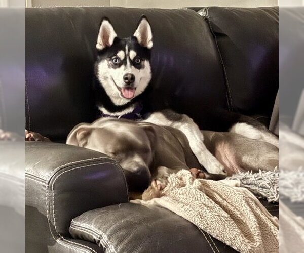 Medium Photo #2 Siberian Husky-Unknown Mix Puppy For Sale in Fargo, ND, USA