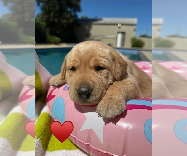 Medium Photo #4 Labrador Retriever Puppy For Sale in TURLOCK, CA, USA
