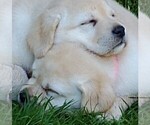 Small Photo #4 Labrador Retriever Puppy For Sale in LACEY, WA, USA