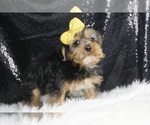 Small #4 Morkie