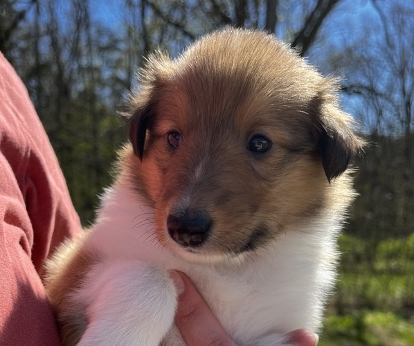 Medium Photo #1 Collie Puppy For Sale in LEWISBURG, TN, USA