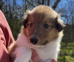 Small Photo #1 Collie Puppy For Sale in LEWISBURG, TN, USA