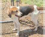Small #1 Mutt