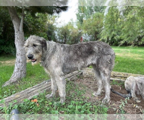 Medium Photo #1 Irish Wolfhound Puppy For Sale in BLACKFOOT, ID, USA