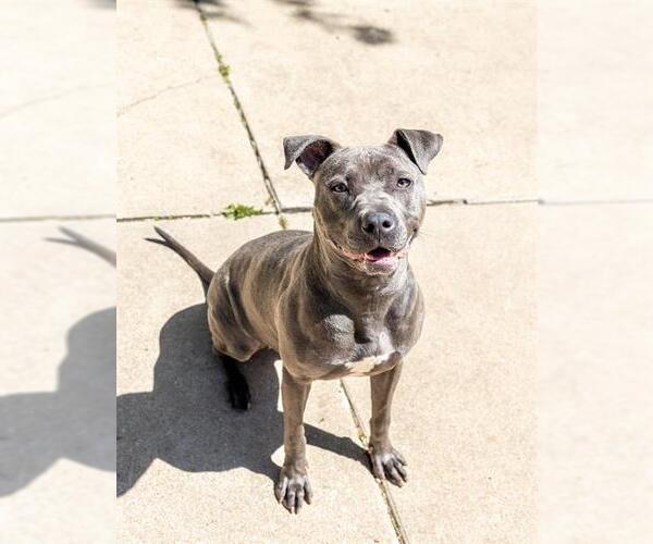 Medium Photo #2 American Pit Bull Terrier Puppy For Sale in Aurora, IL, USA