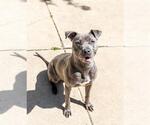 Small #1 American Pit Bull Terrier