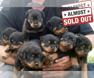 Rottweiler Puppy for sale in PRESTO, PA, USA