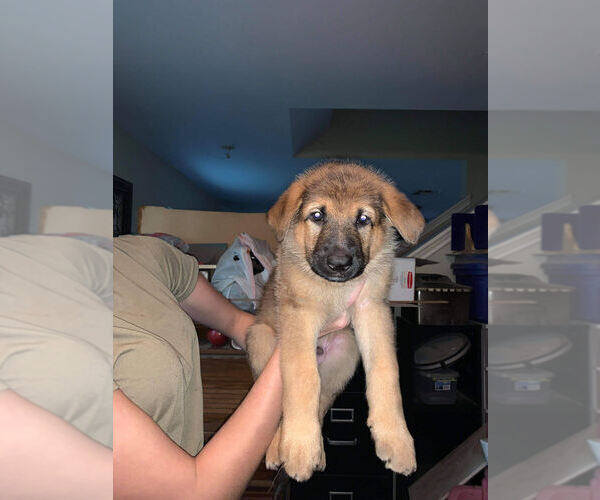 Medium Photo #2 German Shepherd Dog Puppy For Sale in ROUND ROCK, TX, USA