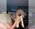 Small Photo #2 German Shepherd Dog Puppy For Sale in ROUND ROCK, TX, USA