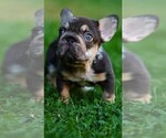 Image preview for Ad Listing. Nickname: Frenchie