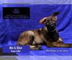 Small Photo #3 German Shepherd Dog Puppy For Sale in MUNDELEIN, IL, USA
