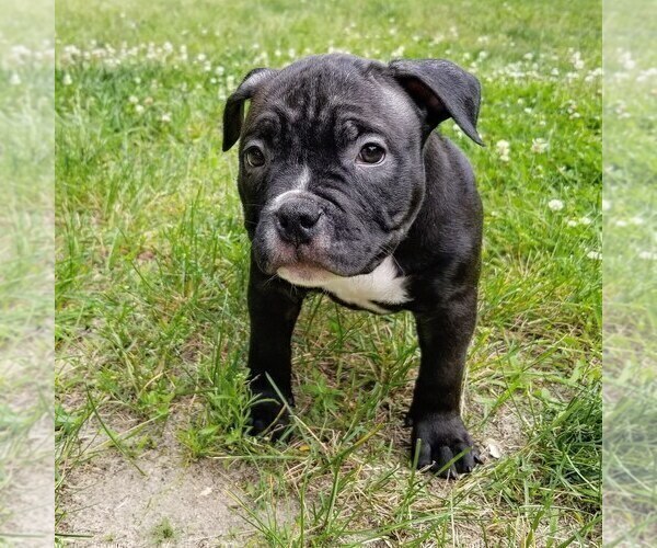 View Ad American Bully Puppy for Sale near New Jersey
