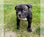 Small Photo #1 American Bully Puppy For Sale in TOMS RIVER, NJ, USA