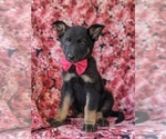 Small Photo #3 German Shepherd Dog Puppy For Sale in QUARRYVILLE, PA, USA