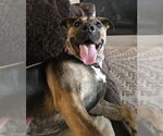Small Photo #13 Mutt Puppy For Sale in Mount Laurel, NJ, USA