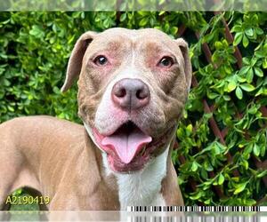 American Pit Bull Terrier Dogs for adoption in West Palm Beach, FL, USA