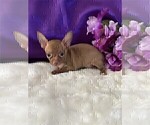 Puppy Puppy 3 Chihuahua