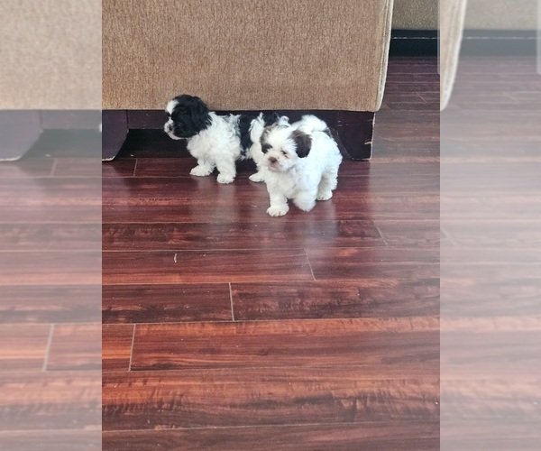 Medium Photo #8 Shih Tzu Puppy For Sale in HOUSTON, TX, USA