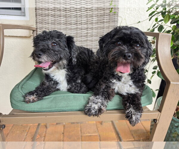 Medium Photo #3 Maltese-Unknown Mix Puppy For Sale in Valrico, FL, USA