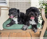 Small #2 Maltese Mix