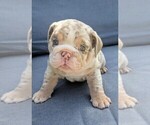 Puppy Lazy Bone English Bulldog