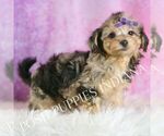 Small #3 Yorkipoo