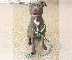 American Pit Bull Terrier Dogs for adoption in Springfield, MA, USA