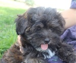 Small #2 ShihPoo