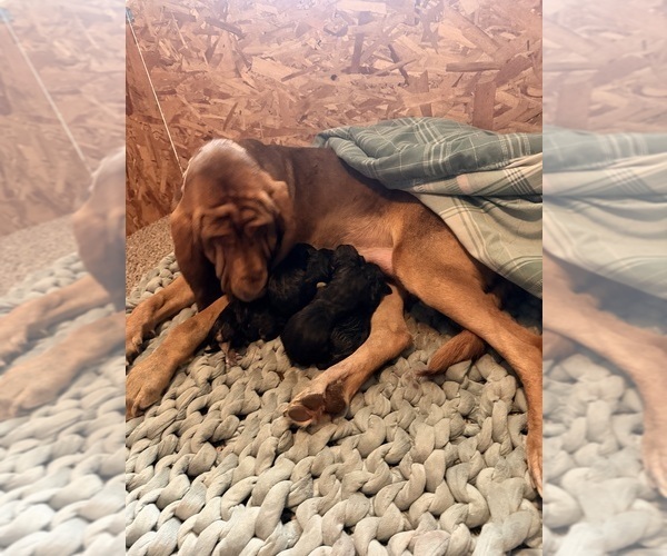 Medium Photo #1 Bloodhound Puppy For Sale in LITTLETON, CO, USA