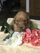Small Photo #5 Golden Retriever Puppy For Sale in ALTONA, IN, USA