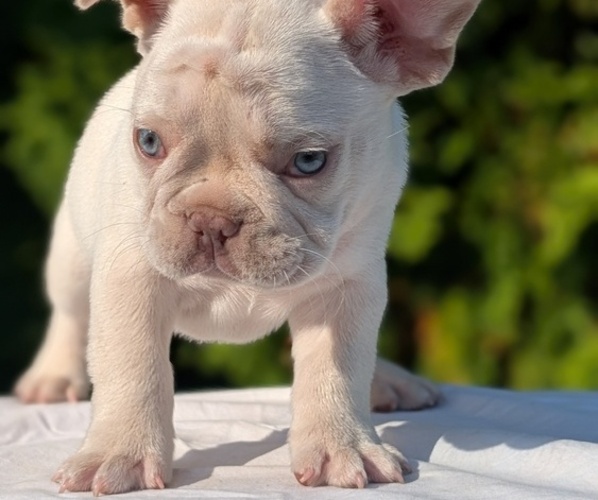 Medium Photo #19 French Bulldog Puppy For Sale in GOSHEN, IN, USA