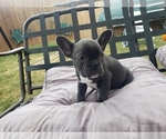 Small Photo #7 French Bulldog Puppy For Sale in LITTLE ELM, TX, USA