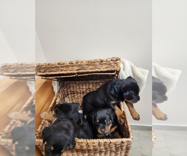 Medium Photo #2 Rottweiler Puppy For Sale in RACINE, WI, USA