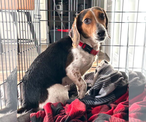 Medium Photo #4 Beagle Puppy For Sale in Dunnellon, FL, USA