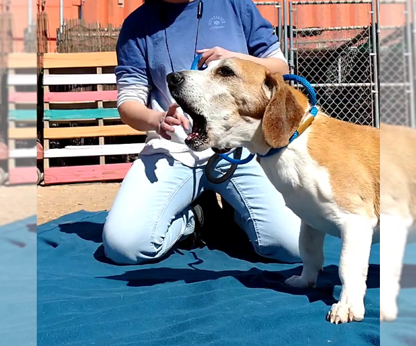 Medium Photo #11 Beagle Puppy For Sale in Apple Valley, CA, USA