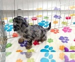 Willow - Female Cavapoo (Miniature)-Poodle (Toy) Mix Puppy for Sale - Photo #13