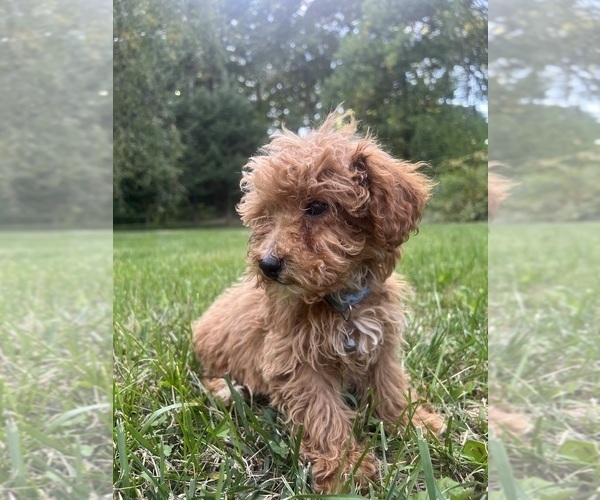 Medium Photo #19 Poodle (Miniature) Puppy For Sale in DURHAM, CT, USA