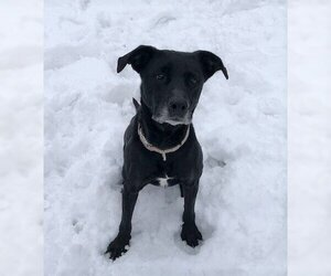Micki - Female American Staffordshire Terrier-Unknown Mix Dog for Adoption - Photo #8