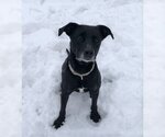 Small #7 American Staffordshire Terrier Mix