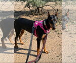 Small #8 Doberman Pinscher