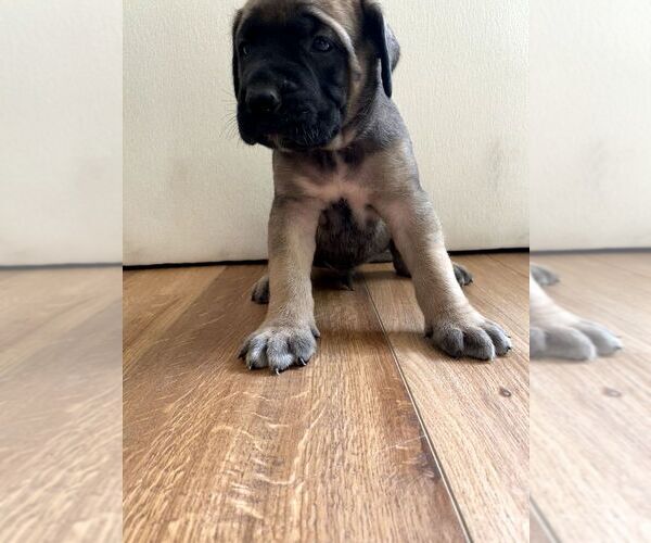 Medium Photo #28 Mastiff Puppy For Sale in CHESAPEAKE, VA, USA