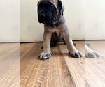 Small #27 Mastiff