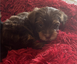 Small Photo #2 -Yorkshire Terrier Mix Puppy For Sale in APOLLO BEACH, FL, USA